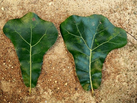 {Quercus marilandica}